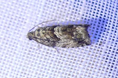 <i>Cydia fagiglandana</i>