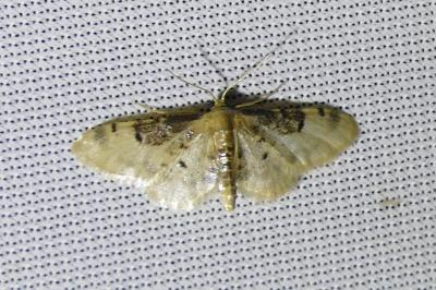 <i>Idaea filicata</i>