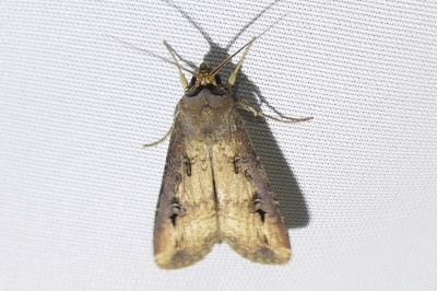 <i>Agrotis ipsilon</i>