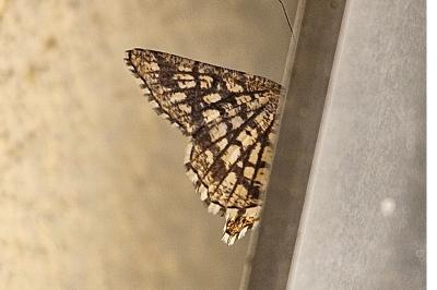 <i>Chiasmia clathrata</i>