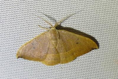 <i>Watsonalla binaria</i>