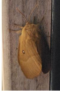 <i>Lasiocampa quercus</i>