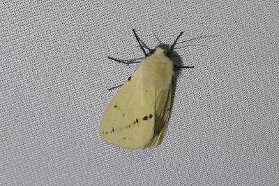 <i>Spilarctia lutea</i>