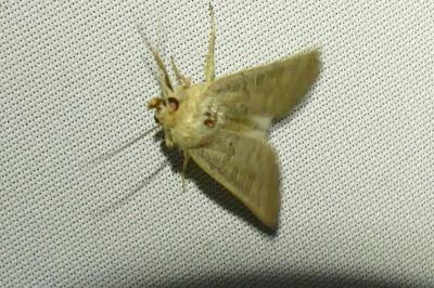 <i>Hoplodrina ambigua</i>