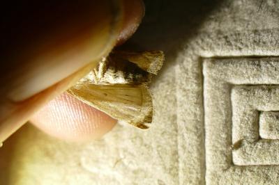 <i>Hoplodrina ambigua</i>