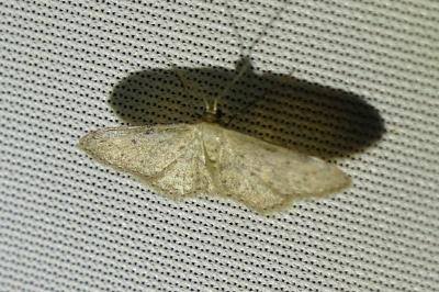 <i>Idaea seriata</i>