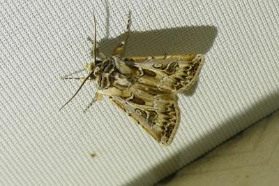 <i>Agrotis vestigialis</i>