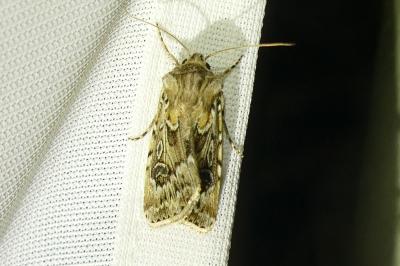 <i>Agrotis vestigialis</i>