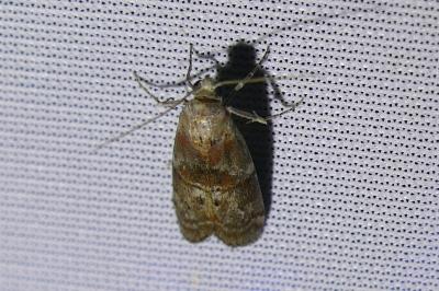 <i>Phycita roborella</i>