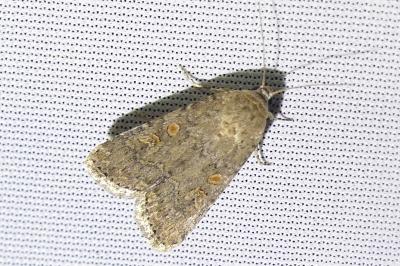 <i>Spodoptera exigua</i>