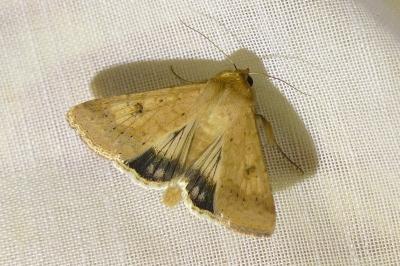 <i>Helicoverpa armigera</i>