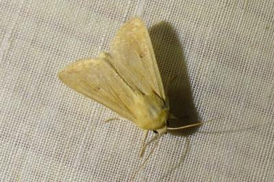 <i>Mythimna vitellina</i>