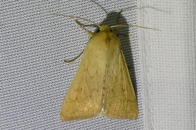 <i>Mythimna vitellina</i>