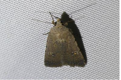 <i>Caradrina flavirena</i>