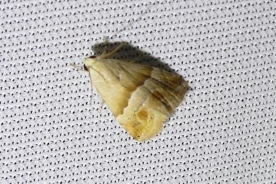<i>Eublemma parva</i>