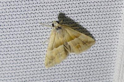 <i>Eublemma parva</i>