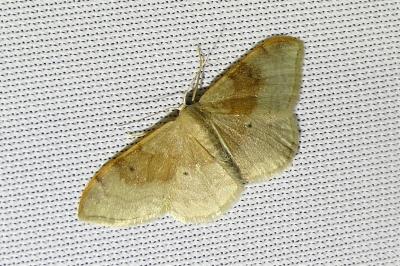 <i>Idaea degeneraria</i>