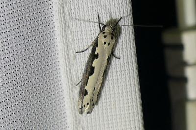 <i>Ethmia bipunctella</i>