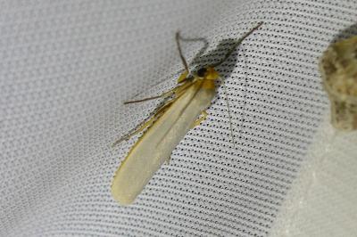 <i>Eilema caniola</i>