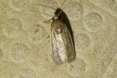 <i>Proxenus hospes</i>