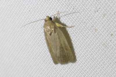 <i>Proxenus hospes</i>