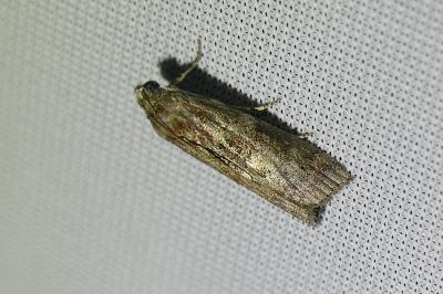 <i>Ephestia elutella/woodiella</i>