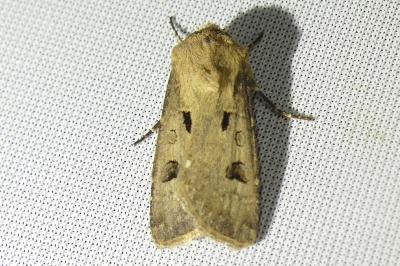 <i>Agrotis exclamationis</i>