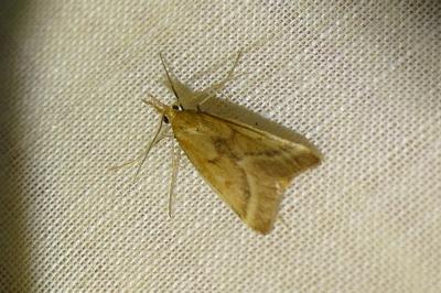 <i>Synaphe punctalis</i>