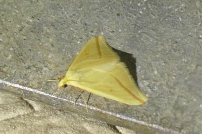 <i>Rhodometra sacraria</i>