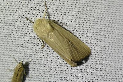 <i>Mythimna sicula</i>