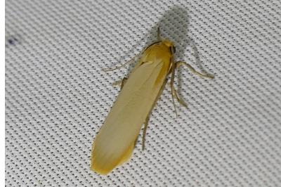 <i>Katha depressa</i>
