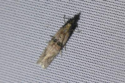 <i>Nephopterix angustella</i>