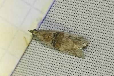 <i>Nephopterix angustella</i>