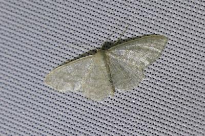 <i>Idaea subsericeata</i>