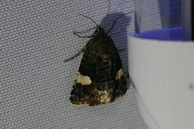 <i>Tyta luctuosa</i>