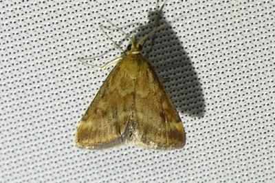 <i>Pyrausta despicata</i>