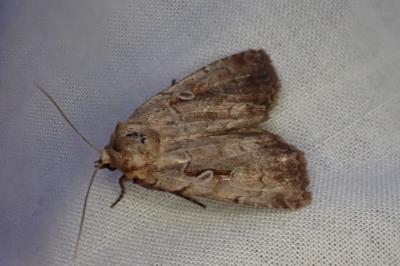<i>Coenophila subrosea</i>