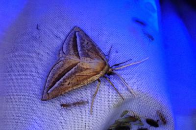 <i>Chariaspilates formosaria</i>