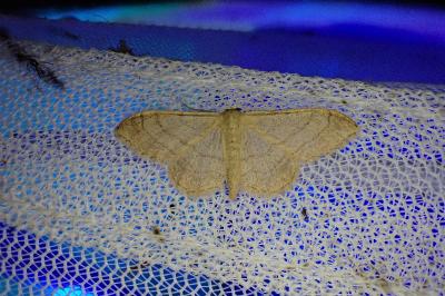 <i>Idaea aversata</i>