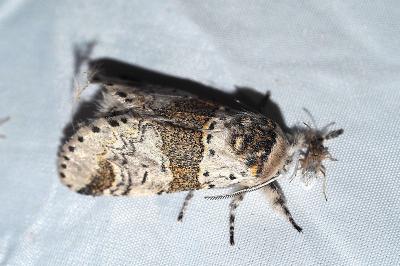 <i>Furcula furcula</i>