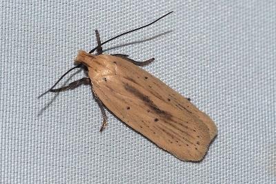 <i>Agonopterix pallorella</i>