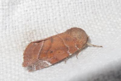 <i>Cosmia affinis</i>