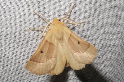<i>Crocallis elinguaria</i>
