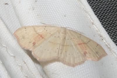 <i>Cyclophora punctaria</i>