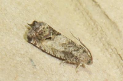 <i>Cydia splendana</i>