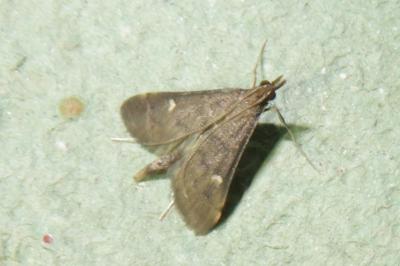 <i>Dolicharthria punctalis</i>