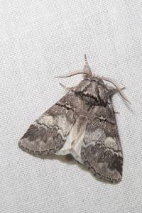 <i>Drymonia querna</i>
