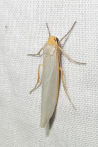 <i>Eilema caniola</i>