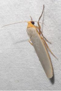 <i>Eilema caniola</i>