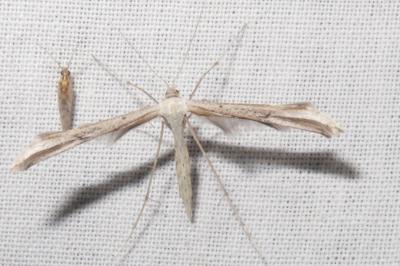 <i>Emmelina argoteles/monodactyla</i>